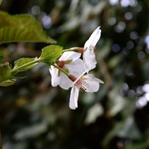 bloem bloem